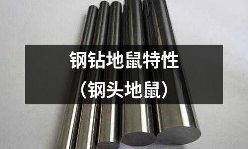 鋼鉆地鼠特性（鋼頭地鼠）
