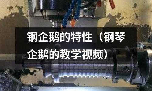 鋼企鵝的特性（鋼琴企鵝的教學視頻）